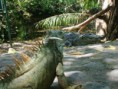 /album/cocodrilario/coco-2-jpg/